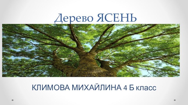 Дерево ЯСЕНЬКЛИМОВА МИХАЙЛИНА 4 Б класс