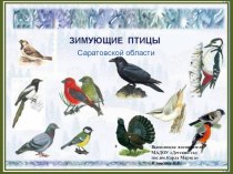 Презентация Зимующие птицы Саратовской области презентация урока для интерактивной доски по окружающему миру (старшая группа)