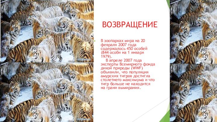 ВОЗВРАЩЕНИЕВ зоопарках мира на 20 февраля 2007 года содержалось 450 особей (844