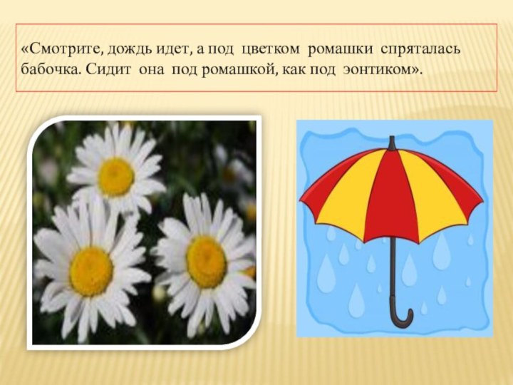 «Смотрите, дождь идет, а под цветком ромашки спряталась бабочка. Сидит она под ромашкой, как под эонтиком».