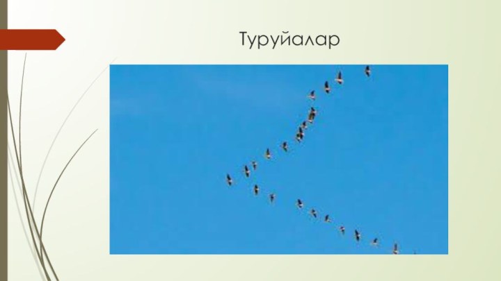 Туруйалар