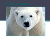 Белые медведи презентация к уроку по окружающему миру (подготовительная группа) по теме