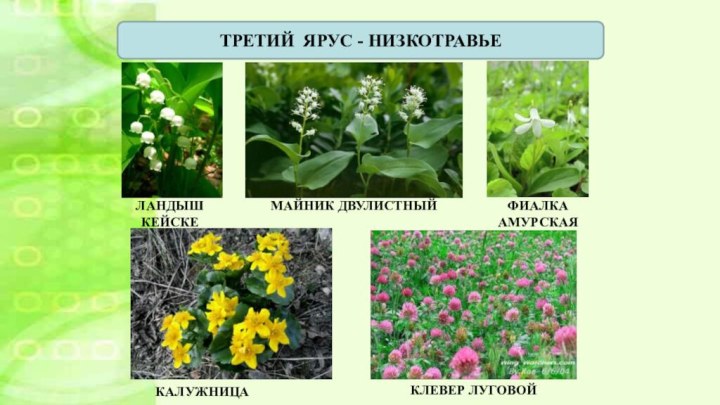 ТРЕТИЙ ЯРУС - НИЗКОТРАВЬЕЛАНДЫШ КЕЙСКЕМАЙНИК ДВУЛИСТНЫЙФИАЛКА АМУРСКАЯКАЛУЖНИЦАКЛЕВЕР ЛУГОВОЙ