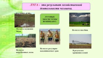 Консультация для педагогов по экологии в подготовительной группе: Экосистема луг. презентация