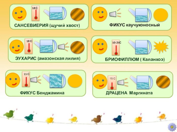 САНСЕВИЕРИЯ (щучий хвост)18 СЭУХАРИС (амазонская лилия)18 С10-25С15 СДРАЦЕНА Маргината