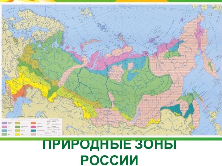 ПРИРОДНЫЕ ЗОНЫ РОССИИ