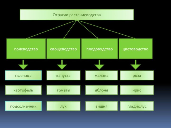 Отрасли растениеводстваполеводствоовощеводствоплодоводствоцветоводствопшеницакартофельподсолнечниккапустатоматылукмалинаяблонявишнярозаирисгладиолус