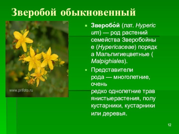 Зверобой обыкновенный Зверобо́й (лат. Hypericum) — род растений семейства Зверобойные (Hypericaceae) порядка Мальпигиецветные (Malpighiales).Представители рода — многолетние, очень редко однолетние травянистыерастения, полукустарники, кустарники или деревья.