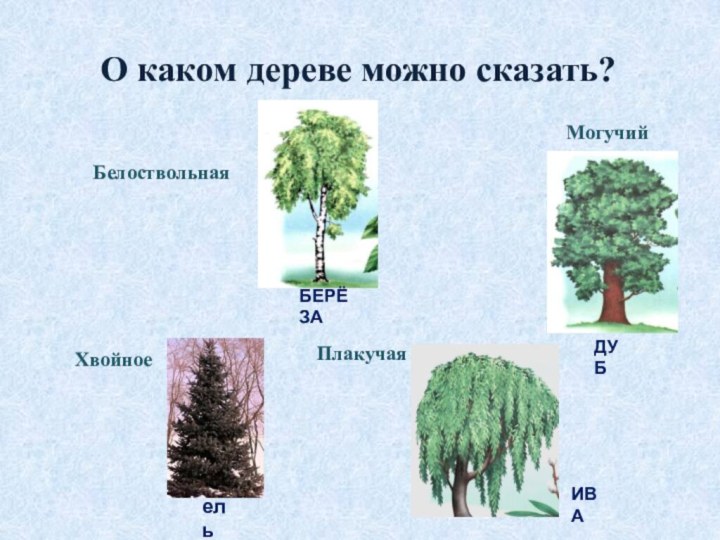 О каком дереве можно сказать?БелоствольнаяХвойноеПлакучаяМогучий