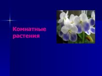 Презентация Комнатные растения презентация по окружающему миру