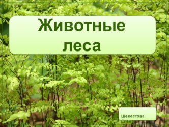 ПРЕЗЕНТАЦИЯ презентация к уроку по окружающему миру (средняя группа)