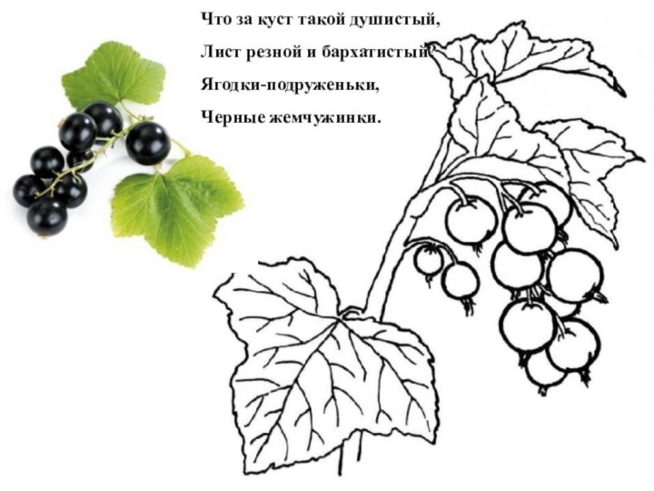 Что за куст такой душистый, Лист резной и бархатистый? Ягодки-подруженьки, Черные жемчужинки.