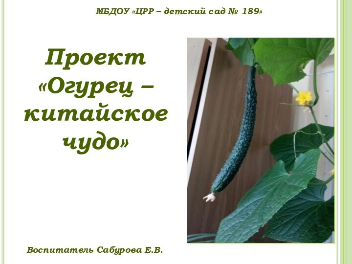 Проект«Огурец – китайскоечудо»МБДОУ «ЦРР – детский сад № 189»Воспитатель Сабурова Е.В.